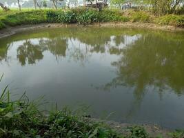 Image of a Beautiful Village pond, The village of Kushtia, Bangladesh, Asia. lovely nature. photo