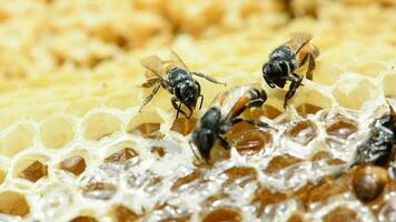 apis florea o enano miel abeja, es uno de dos especies de pequeño. es edificio un nido. video