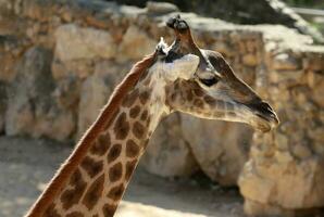 un alto jirafa vive en un zoo en tel aviva foto