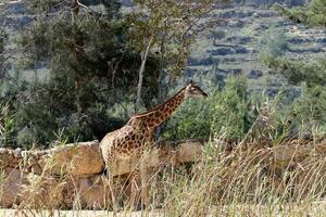 A tall giraffe lives in a zoo in Tel Aviv. photo