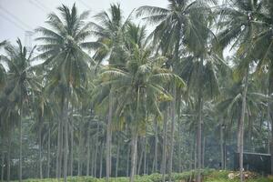 coconut plantation of the Bali genjah variety photo