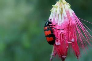 Close up macro shot of the black and red poisonous beetle Mylabris pustulata family Meloidae eating colourful flower photo