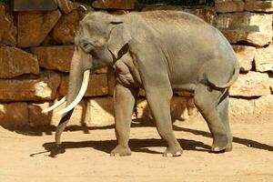 An African elephant lives in a zoo in Israel. photo
