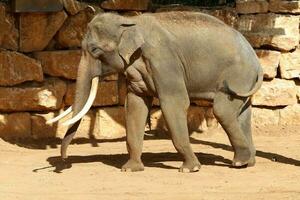 un africano elefante vive en un zoo en Israel. foto