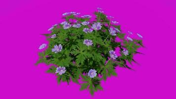 bloem - geranium - kraanvogels blauw - looping animatie - groen scherm chroma sleutel - 1a video