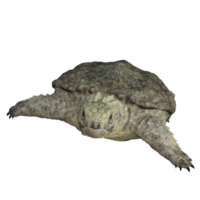 proganochelys isolé 3d rendre png