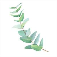 Watercolor Eucalyptusgreen leaf branch for wedding stationary, greetings vector