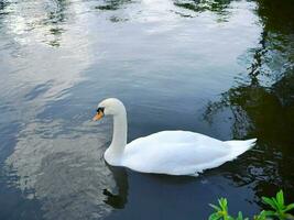 High angle view a white swan, goose, Cygnus, swimming in clear water, pond, lake, animal life photo