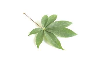 Ceiba pentandra leaf isolated on white background.common name Java cotton, Java kapok, silk-cotton,samauma,fromager,cottonlike photo