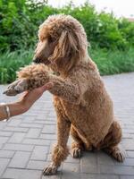 Poodle dog, Photo of a Cute Poodle dog, Poodle Doggy.