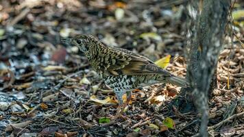 Scaly Thrush stand on the bamboo forest floor photo