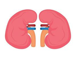 Kidney, glomerulonephritis, pyelonephritis, urolithiasis, polycystic kidney disease, renal failure. Vector Illustration.