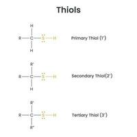 Thiols Biochemistry Functional Groups science vector infographic