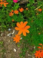 blanco zinnia angustifolia, el hoja estrecha zinnia floreciente en el jardín. foto