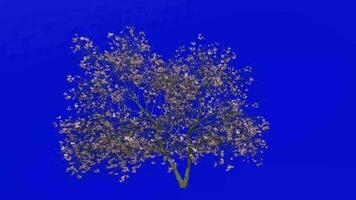 arbre animation - magnolia denudata - arbre de lys - Yulan magnolia - vert écran chrominance clé - rose - gros 1a video