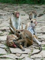 Toque macaque monkeys, Macaca sinica, Sri Lanka photo