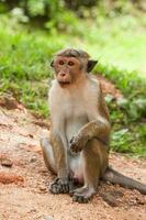 Toque macaque monkey, Macaca sinica, Sri Lanka photo