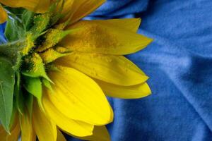 Beautiful sunflower close up,sunflower on blue background,ukrainian symbol,print for postcard,wallpaper,cover design,poster ,calendar,advertising,packaging,greeting card,yellow flower. photo