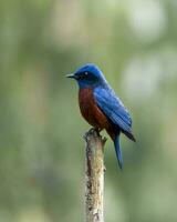 Chestnut-bellied rock thrush or Monticola rufiventris observed in Rongtong photo