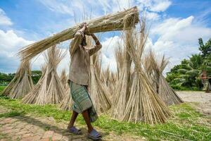 Bangladesh agosto 06, 2019 trabajadores son carring yute palos para Dom el secado a madhabdi, narsingdi, bangladesh foto