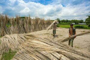 Bangladesh agosto 06, 2019 trabajadores son carring yute palos para Dom el secado a madhabdi, narsingdi, bangladesh foto