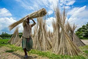 Bangladesh agosto 06, 2019 trabajadores son carring yute palos para Dom el secado a madhabdi, narsingdi, bangladesh foto