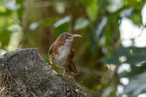 Rusty-cheeked scimitar babbler or Erythrogenys erythrogenys observed in Latpanchar photo
