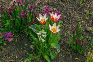 Close up shot of a group of rosy red with white margins on the outside, snow-white tulip on the inside forming a star in sunlight Tulipa clusiana. photo