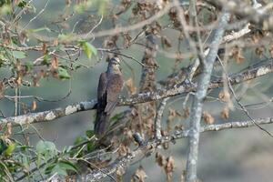 Barred cuckoo-dove or Macropygia unchall seen in Rongtong in West Bengal, India photo