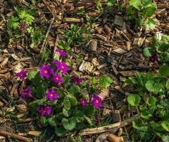 prímula juliae floraciones en el primavera jardín. de cerca. foto