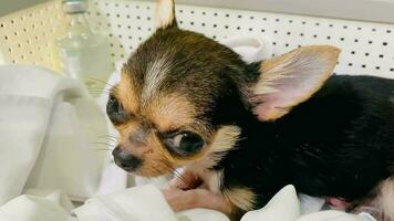 portret grappig dieren van een chihuahua grappig hond puppy, chihuahua zijn aantrekkelijk en charmant, chihuahua is een grappig hond of puppy, mexicaans honden zijn grappig hond of puppy, huisdier grappig dieren video