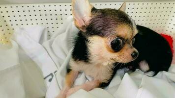 ritratto divertente animali di un' chihuahua divertente cane cucciolo, chihuahua siamo attraente e affascinante, chihuahua è un' divertente cane o cucciolo, messicano cani siamo divertente cane o cucciolo, animale domestico divertente animali video