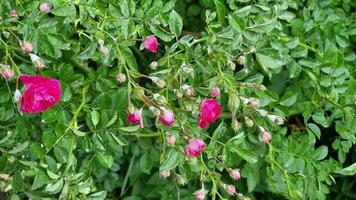 buisson des roses de rose Couleur sont couvert avec poudreux moisissure, blanc enrobage sur le fleurs. video