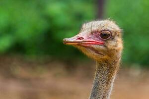 Ostrich head closeup photo