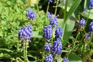 azul floreciente muscari flores foto