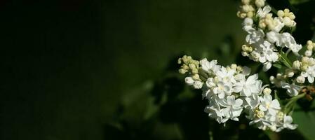 Blossoming branches of spring white lilac on blurred deep green foliage backdrop. Banner. Copy space photo