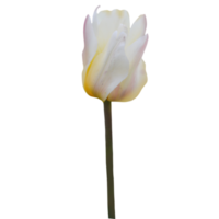 fiore di tulipano giallo png