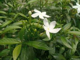 jasmine flower garden. A tree with white flowers and green leaves with the word jasmine on it. Nature view, flower grove, green leaves. photo