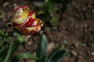 hilo de un color mezclado tulipán. esta tulipán tiene ambos amarillo y rojo patrones en eso foto