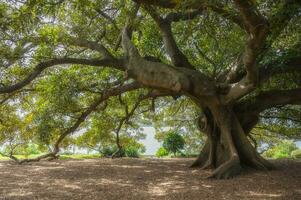 big tree in the park, outdoor activities concept, Fig tree, under the shade of green leaves,leaf, foliage. photo