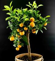 The Calamondin Orange nitro fortunella macrocarpa is a hybrid of mandarin an cumquat photo