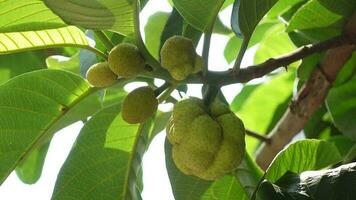 detailopname van deu fruit. een Afdeling van een dewa boom, fruit, en haar bladeren. deu boom lager onrijp vruchten. video