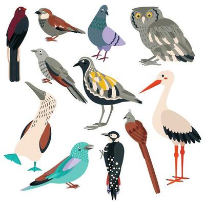 Set of birds trogon, sparrow, dove, owl, cuckoo, plover, sula nebouxii, coracias garrulus, woodpecker, coliiformes, stork.