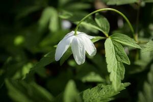 White wood anemone flower looking down with visible hairy stem and leaves also known as windflower, thimbleweed, smell fox photo