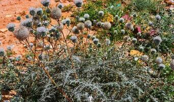 equinopos esferocefalia en borde de la carretera, genial globo cardo, echinops plátano estrella escarcha foto