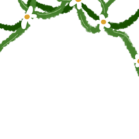 daisy flower design png