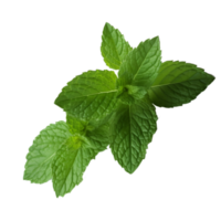 Peppermint green leaf in png