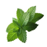 Peppermint green leaf in png