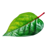 Leaf in green color in png