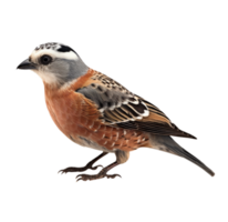 Beautiful sparrow sitting in png